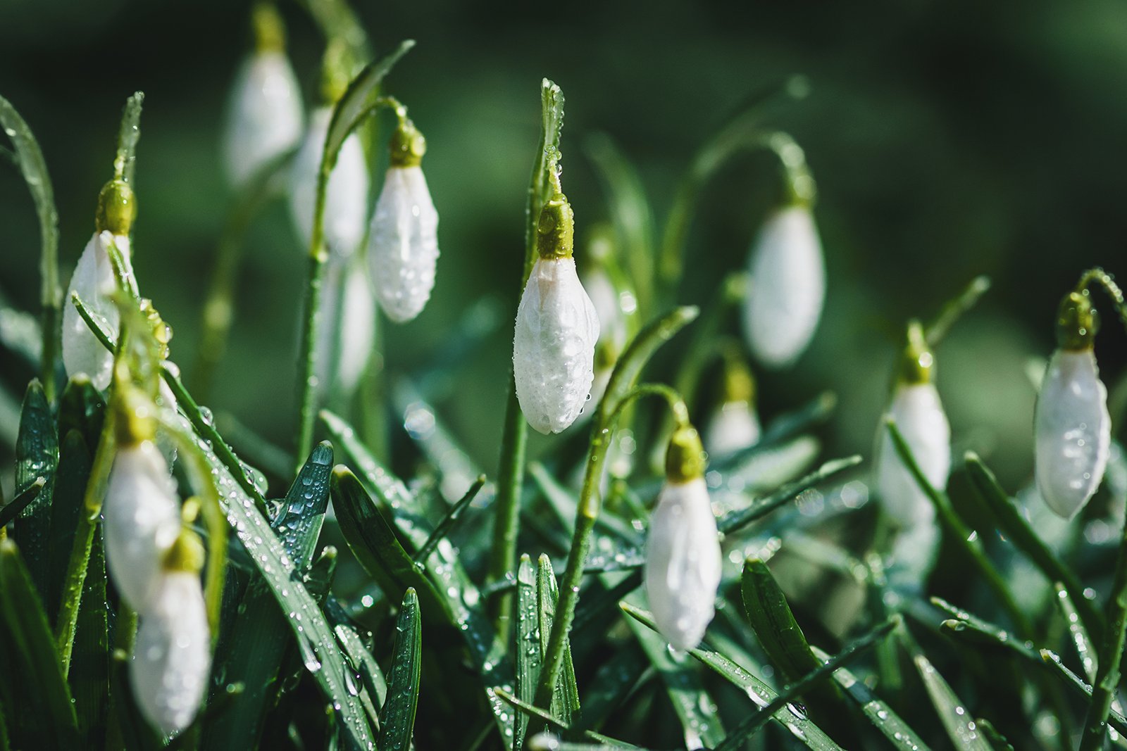 spring flowers