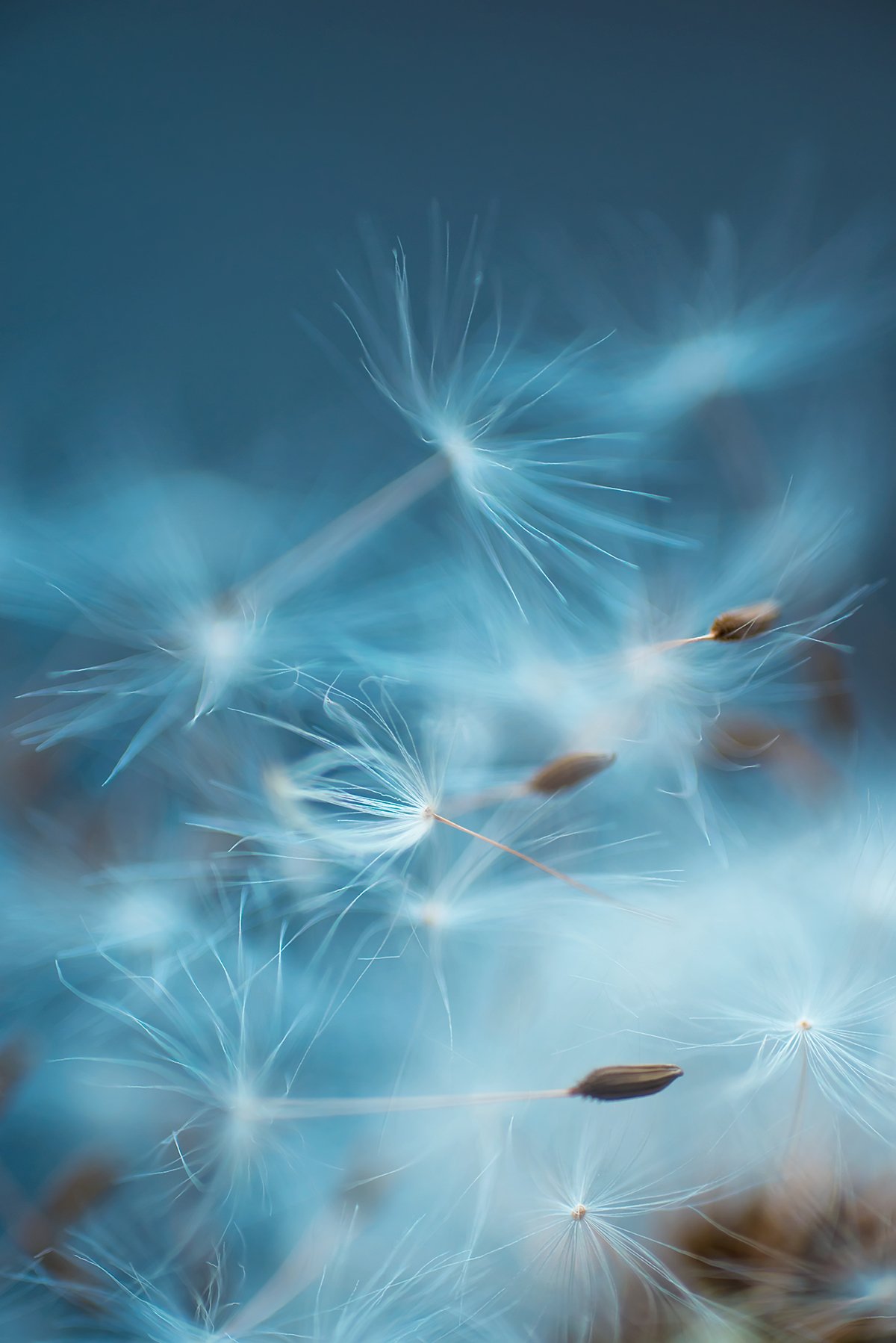 dandelion seeds